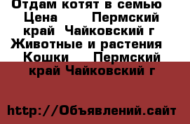 Отдам котят в семью › Цена ­ 2 - Пермский край, Чайковский г. Животные и растения » Кошки   . Пермский край,Чайковский г.